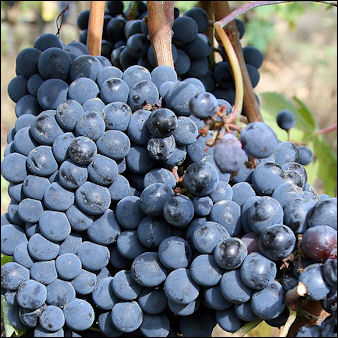 20120528-wine Italian -Sangiovese grapes_for_chianti.jpg